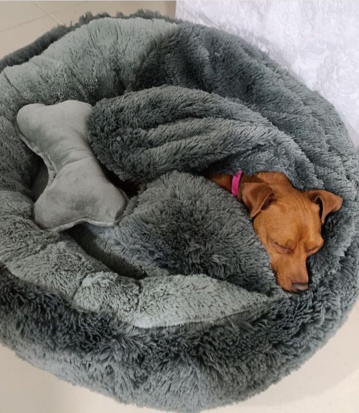 camas para perritos antiestrés